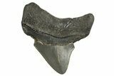 Serrated, Posterior Juvenile Megalodon Tooth - Georgia #329824-1